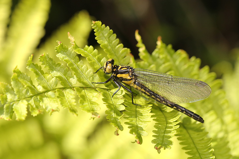 ヒメクロサナエ　メス