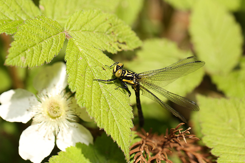 ヒメクロサナエ　オス