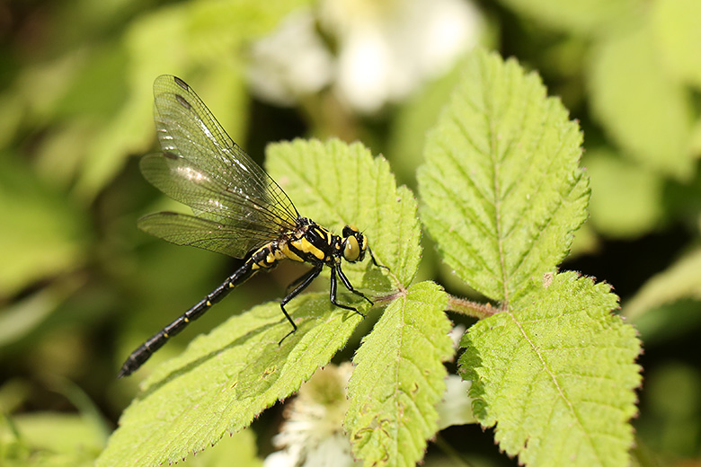 ヒメクロサナエ　オス