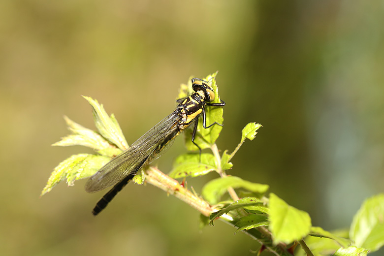 ヒメクロサナエ　メス