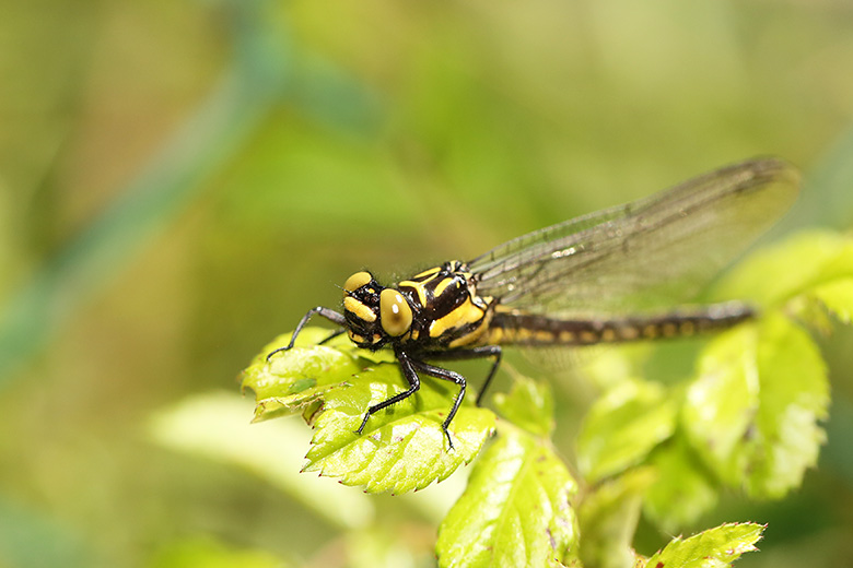 ヒメクロサナエ　メス